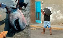 Nadir köpek balığı türü sahile vurdu, üç dakikada fileto oldu