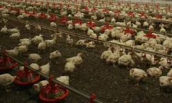 İspanya'da kuş gribi alarmı: 2 milyondan fazla kümes hayvanı itlaf edildi