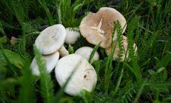 Mantar toplamaya gitti, ormanda kayboldu