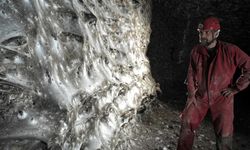 Dünyanın en büyük örümcek ağı keşfedildi