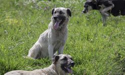 İstanbul'da sokak hayvanlarına yönelik yeni genelge