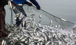 Doğu Karadeniz'den 10 ayda 29 ülkeye su ürünü ihraç edildi