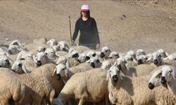 Devlet desteğiyle hayvancılığa başlayan genç kadın 250 küçükbaşa ulaştı
