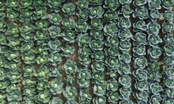 Bafra Ovası'nda sebze üretimine yönelik tarla günü etkinliği düzenlendi