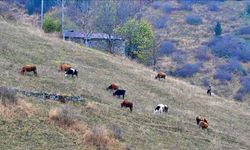 Saveriksa Yaylası'nda besicilerin mesaisi sürüyor