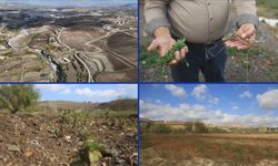 Asi Nehri’ndeki kuraklık, İdlib’de gıda krizini ve geçim sıkıntısını daha da ağırlaştırıyor