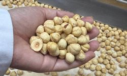 Türkiye, fındık ihracat sezonunun ilk iki ayında 351 milyon dolardan fazla gelir elde etti