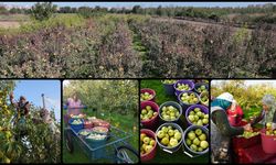 Edirne’de devlet desteğiyle artan meyve bahçeleri, çiftçilere ek gelir kaynağı sağlıyor