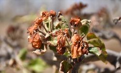 Zirai dondan etkilenen üreticilere 798 milyon lira destek ödemesi