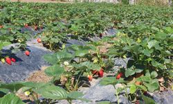 Organik tarım üretimi 1,3 milyon tonu geçti