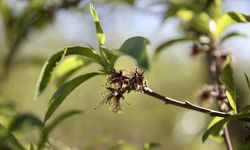 Tarım Bakanı Yumaklı: Zirai Don Desteğinde Ödemeler Sürüyor