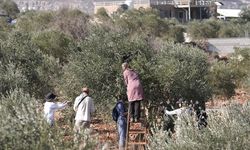 Filistin topraklarını gasbeden İsrailliler, Batı Şeria'da çeşitli bölgelerde zeytin hasadı yapan Filistinlilere saldırdı