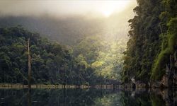 BM’ye göre dünya her yıl 10 milyon hektar tropikal orman kaybediyor