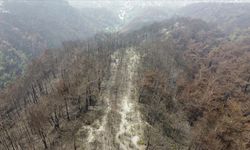 Hatay’da yanan ormanlar 3 milyon dayanıklı fidanla yeniden yeşertiliyor