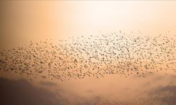 Çankırı'da akşam saatlerinde sığırcık kuşları, gökyüzünde dans etti