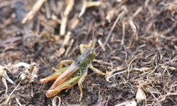 Türkiye'de yeni keşifle çekirge cinsi sayısı 153'e yükseldi