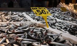 Tezgahlarda hamsi bereketi: Trabzon'da 50 liradan satışta