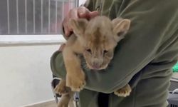 İstanbul'da yavru Afrika aslanı ele geçirildi