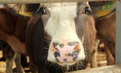 Mudurnu'da şap nedeniyle 18 köy ve 4 mahalle karantinaya alındı