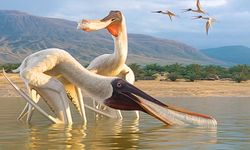 110 milyon yıllık yeni uçan sürüngen türü keşfedildi