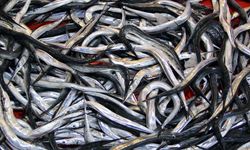 Resmi Gazete'de yayımlandı! 7 balık türü daha tescillendi