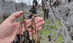 Zirai don kapsamında 798 milyon lira yeni destek ödemesi