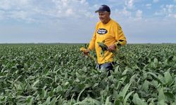 Trump yönetimi, çiftçilere yönelik 12 milyar dolarlık destek paketi açıkladı