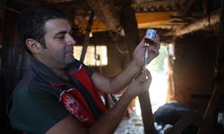 Milas'ta "şap hastalığı" nedeniyle 11 mahalle karantinaya alındı