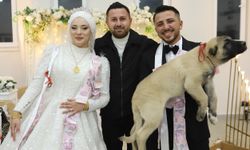 Gelin ve damada takı yerine çoban köpeği hediye edildi