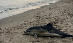 Samsun sahiline ölü yunus vurdu