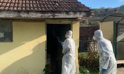 Yığılca'da kahverengi kokarca ile kışlak mücadelesi devam ediyor