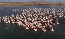 Flamingolar, Erçek Gölü’ndeki konaklama süresini uzattı