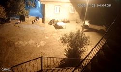 Şanlıurfa'da sırtlanlar tavuk kümesine girdi: Horoz ve tavukları çaldı