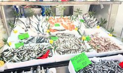 Düzce’de balık fiyatları düşerken, vatandaşlar balığa yöneliyor