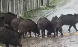 Ayvalık’ta yağmurlu havada aç kalan domuzlar şehir merkezine indi