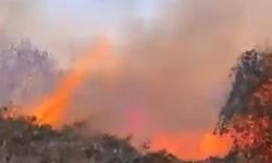 Artvin Hopa'da ziraat alanında çıkan yangın ormana sıçradı