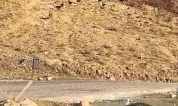 Elazığ'da nesli tükenme tehdidi altında olan dağ keçileri görüldü