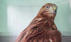 Kızıl Şahinler özgürlüğe uçtu