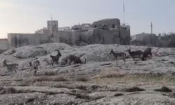 Sabah saatlerinde dağ keçileri sürü halinde ortaya çıktı