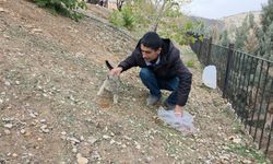 Siverek’te sahipsiz kedilere mama bırakıldı