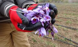 Malatya'da gramı 600 TL olan safran yok satıyor