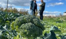 Fiyatı tarlada 10 liraya inen brokoli pazarda 70 liraya satılıyor