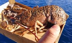 Çanakkale'de 525 kilo balığa el konuldu