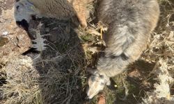 Sürüden ayrılan koyunları kurt kaptı: 28 koyun telef oldu