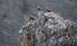 Kemaliye’de göçmen akbabalar görüntülendi