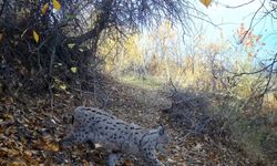 "Ormanın Hayaleti" vaşak Erzincan’da görüntülendi