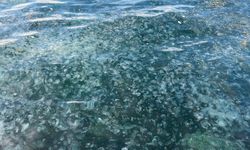 Üsküdar’da hayrete düşüren görüntü: Binlercesi kıyıya vurdu