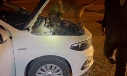 Kastamonu'da yasaklı madde operasyonu: 5 tutuklama