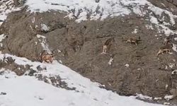 Güzeldere'nin karla kaplı yamaçlarda dağ keçileri görüntülendi