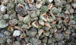 Karadeniz için en büyük iki tehdit: "Deniz salyangozu ve taraklı medüz"